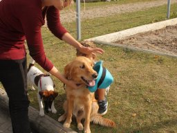 2013 Efterårsturnering